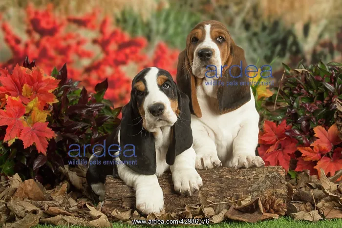  : Basset Hound puppies outdoors in Autumn