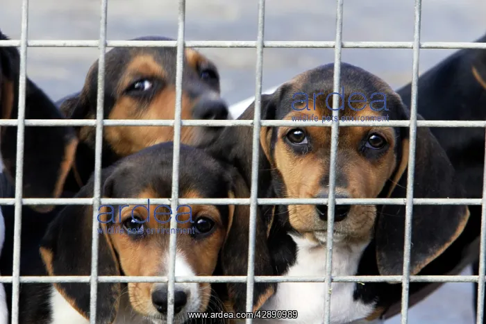  : Basset Hound - puppies behind wire