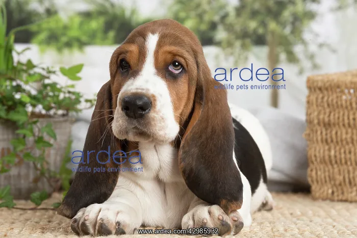: Basset Hound puppy indoors : Basset Hound puppy indoors