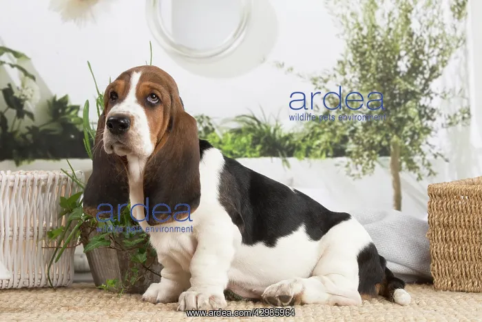  : Basset Hound puppy indoors