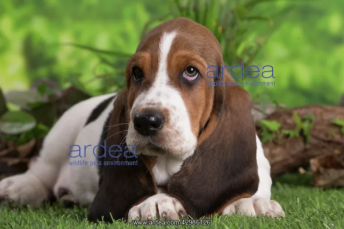 : Basset Hound puppy outdoors : Basset Hound puppy outdoors
