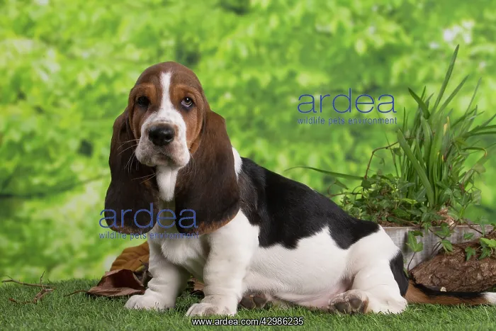 : Basset Hound puppy outdoors : Basset Hound puppy outdoors
