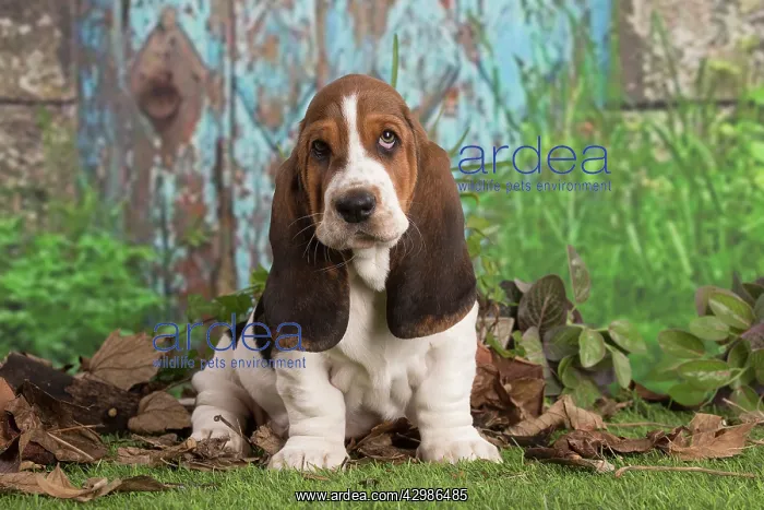  : Basset Hound puppy outdoors