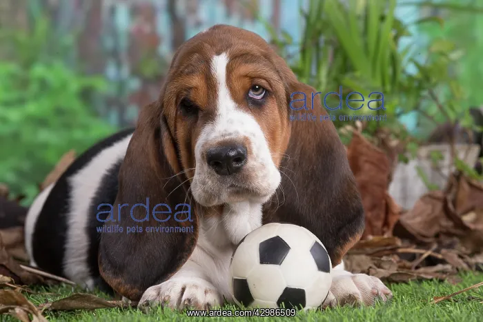 : Basset Hound puppy outdoors : Basset Hound puppy outdoors