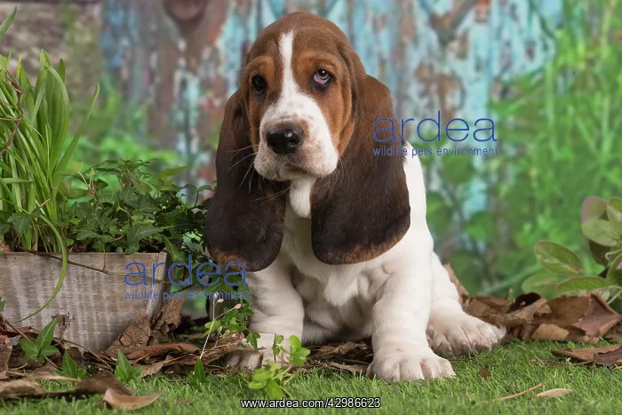 : Basset Hound puppy outdoors : Basset Hound puppy outdoors