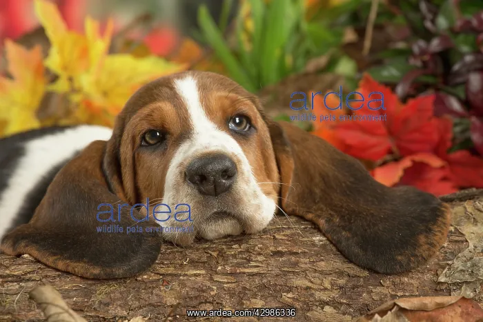 : Basset Hound puppy outdoors in Autumn : Basset Hound puppy outdoors in Autumn