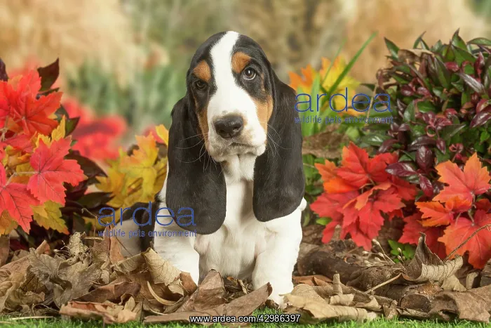 : Basset Hound puppy outdoors in Autumn : Basset Hound puppy outdoors in Autumn