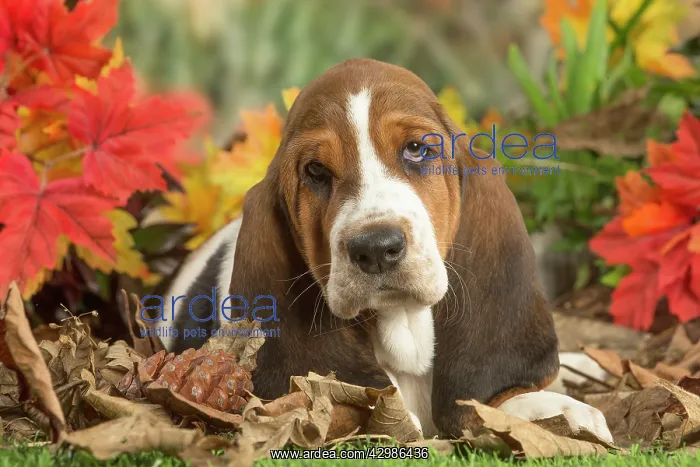: Basset Hound puppy outdoors in Autumn : Basset Hound puppy outdoors in Autumn