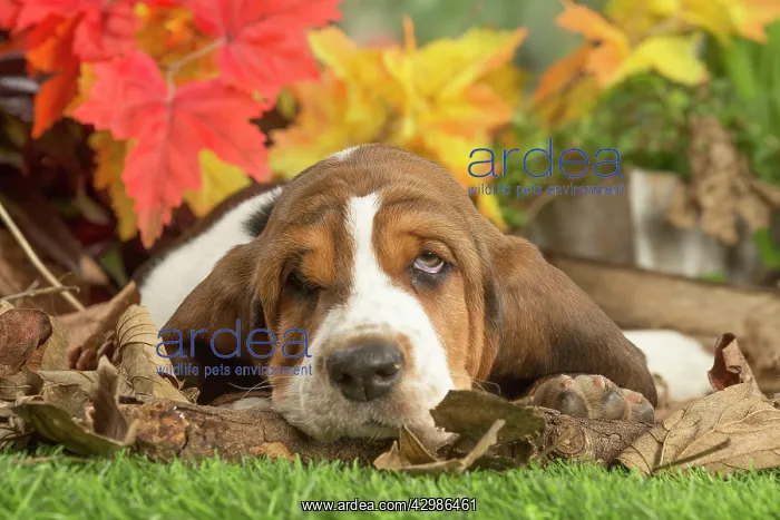 : Basset Hound puppy outdoors in Autumn : Basset Hound puppy outdoors in Autumn