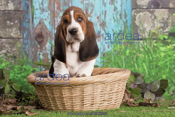 : Basset Hound puppy outdoors in a basket : Basset Hound puppy outdoors in a basket
