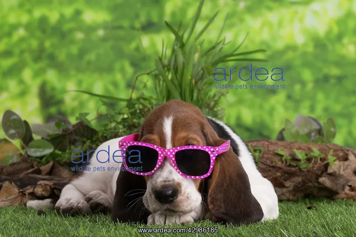 : Basset Hound puppy outdoors wearing sunglasses : Basset Hound puppy outdoors wearing sunglasses