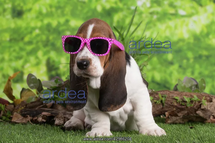 : Basset Hound puppy outdoors wearing sunglasses : Basset Hound puppy outdoors wearing sunglasses