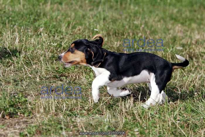  : Basset Hound - puppy running