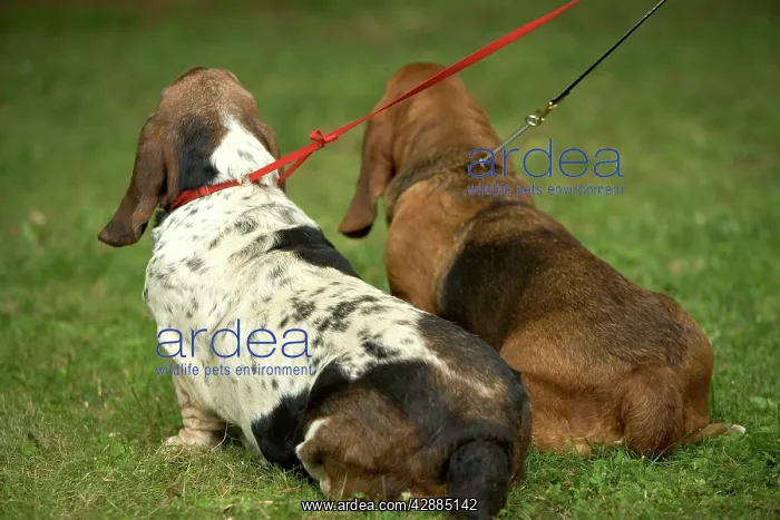  : Basset Hound - back view on leads