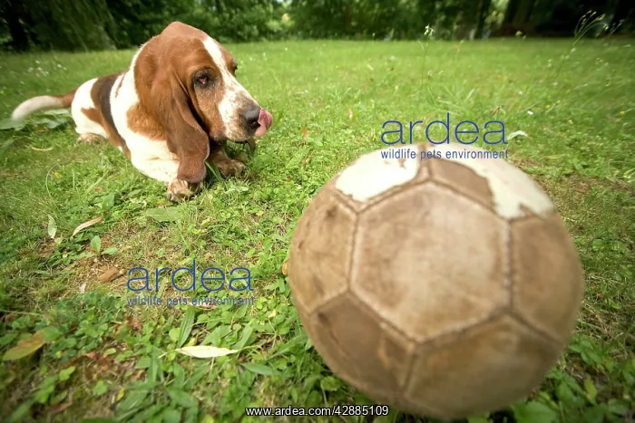  : Basset Hound - watching football