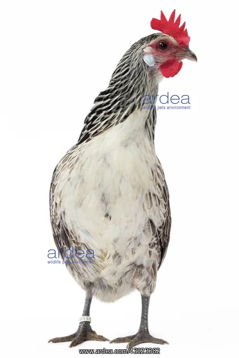  : Bassette caille argentee Chicken Hen