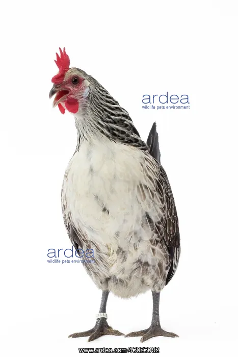  : Bassette caille argentee Chicken Hen