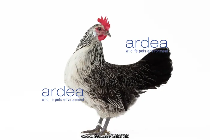  : Bassette caille argentee Chicken Hen