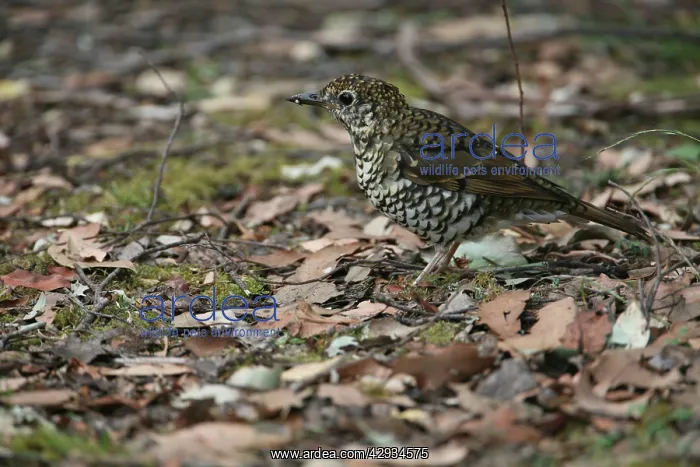 : Bassian Thrush - On ground : Bassian Thrush - On ground