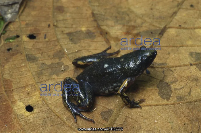 : Bassler's Sheep Frog : Bassler's Sheep Frog