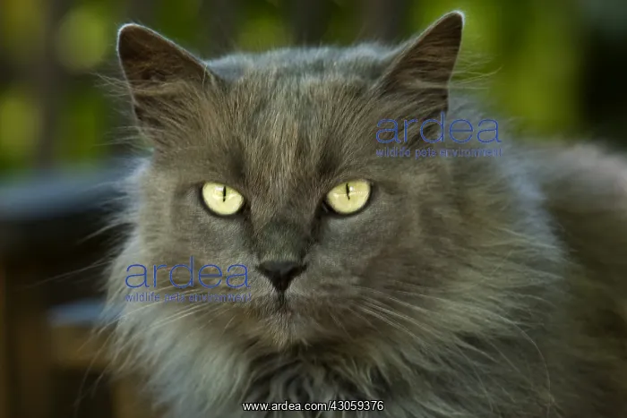 : Bastard gray cat with long hair and yellow eyes France : Bastard gray cat with long hair and yellow eyes France