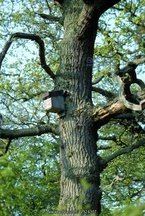  : Bat Box - on tree