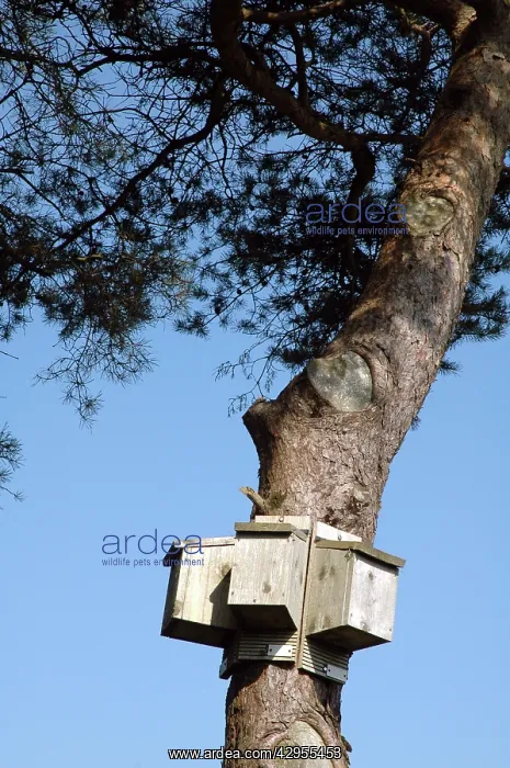 : Bat boxes set up to offer a range of exposures : Bat boxes set up to offer a range of exposures