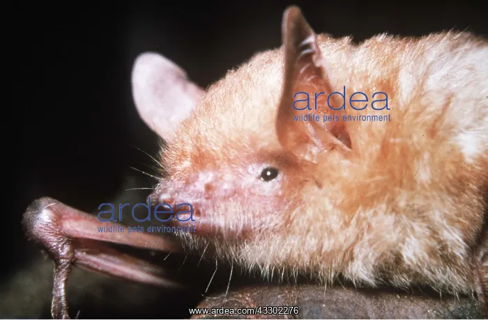 : BAT - Discovered 1968 and given latin name only : BAT - Discovered 1968 and given latin name only
