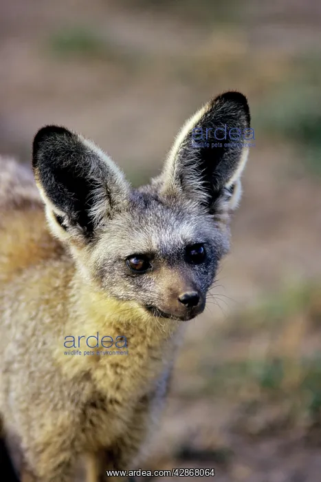 : Bat-eared Fox : Bat-eared Fox
