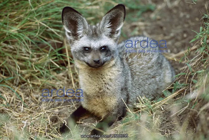  : Bat-eared Fox