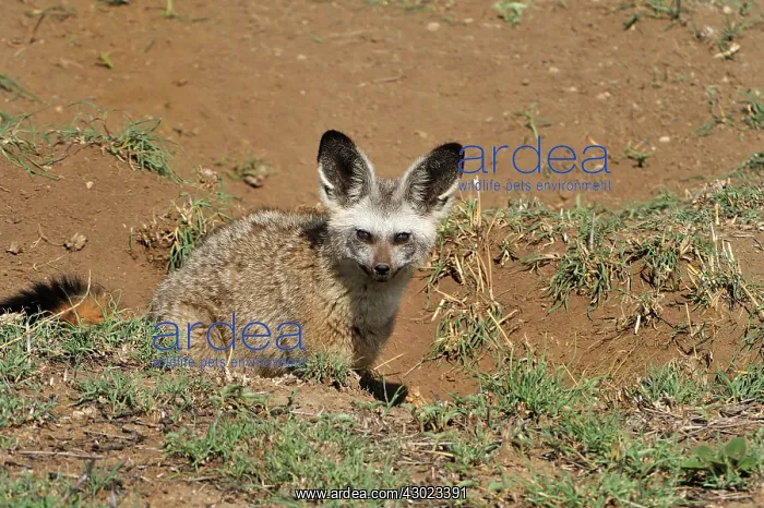: Bat-eared Fox : Bat-eared Fox