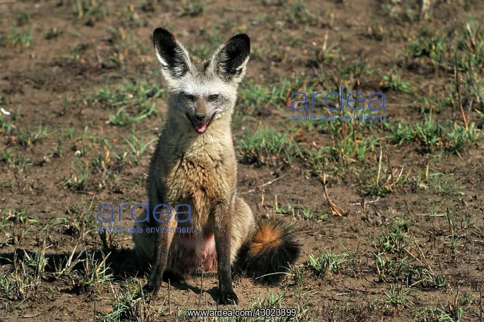 : Bat-eared Fox : Bat-eared Fox