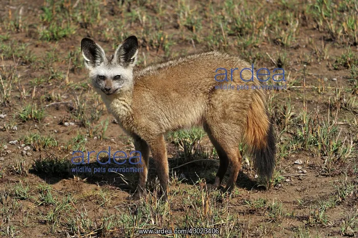 : Bat-eared Fox : Bat-eared Fox