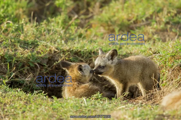 : Bat-eared Fox : Bat-eared Fox