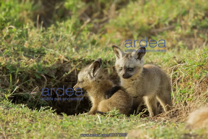 : Bat-eared Fox : Bat-eared Fox