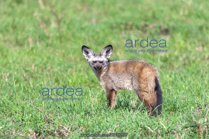 : Bat-eared Fox : Bat-eared Fox
