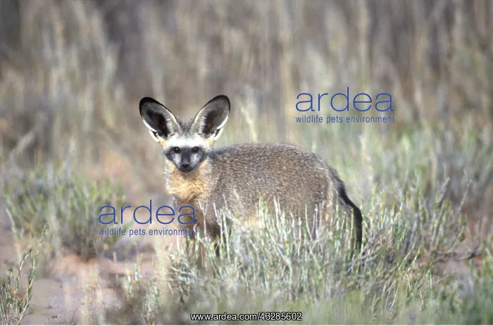 : BAT EARED FOX : BAT EARED FOX