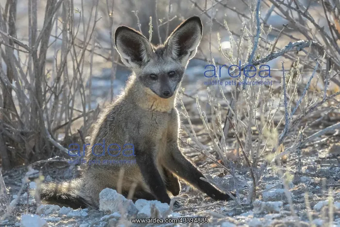 : BAT EARED FOX : BAT EARED FOX