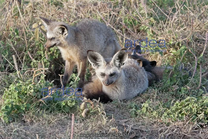 : Bat-Eared Fox - By burrow on open plains : Bat-Eared Fox - By burrow on open plains