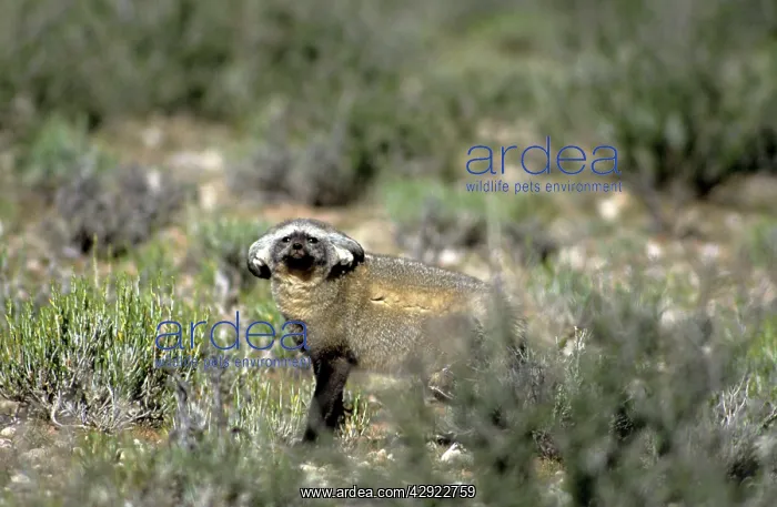 : Bat-eared Fox - ears folded for concealment : Bat-eared Fox - ears folded for concealment
