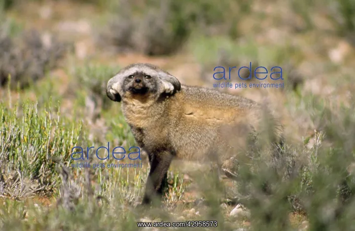 : Bat-eared Fox - ears folded for concealment : Bat-eared Fox - ears folded for concealment