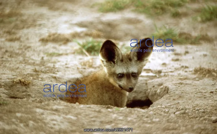 : Bat-eared FOX - emerging from den entrance : Bat-eared FOX - emerging from den entrance