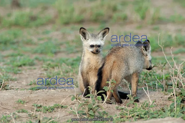: Bat-eared Fox - family : Bat-eared Fox - family