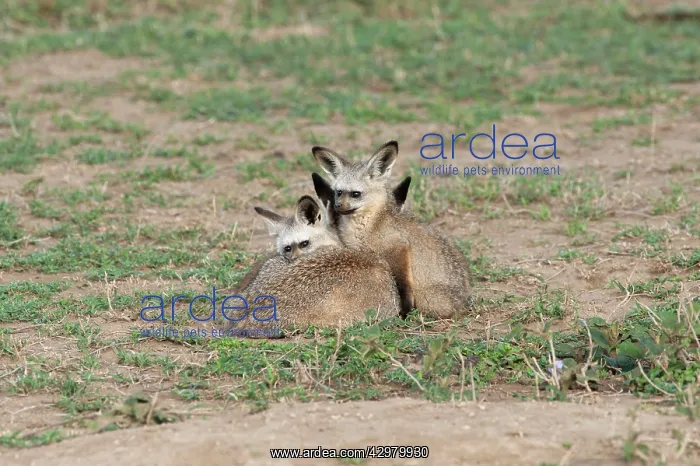 : Bat-eared Fox - family : Bat-eared Fox - family