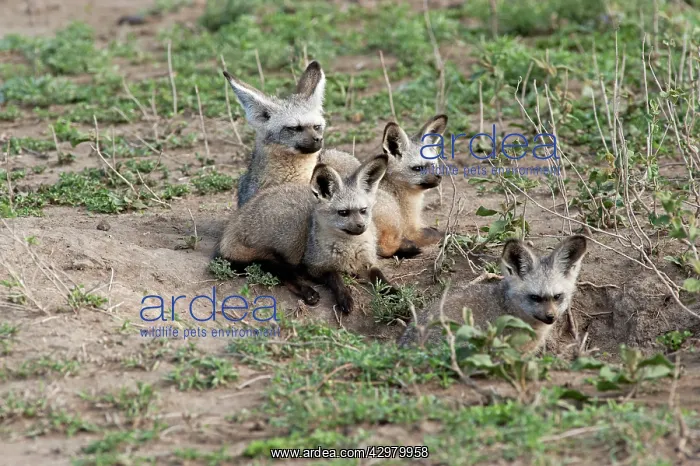 : Bat-eared Fox - family : Bat-eared Fox - family