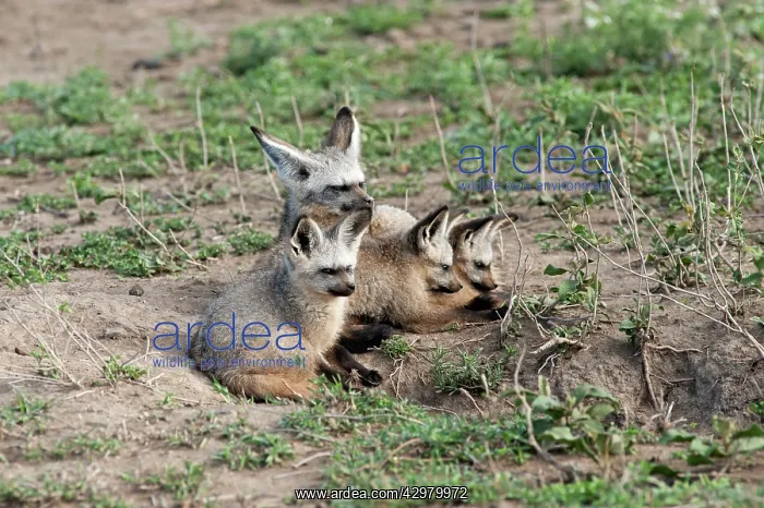 : Bat-eared Fox - family : Bat-eared Fox - family
