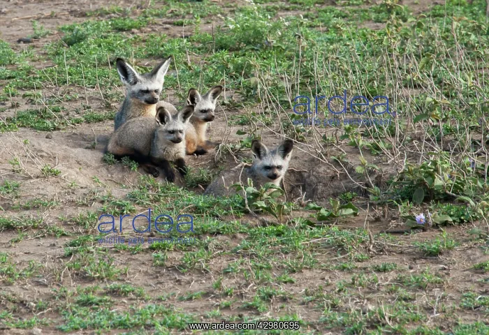 : Bat-eared Fox - family in den : Bat-eared Fox - family in den