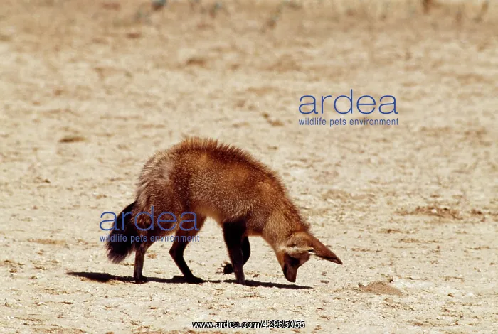 : BAT-EARED FOX - listens for grubs underground : BAT-EARED FOX - listens for grubs underground