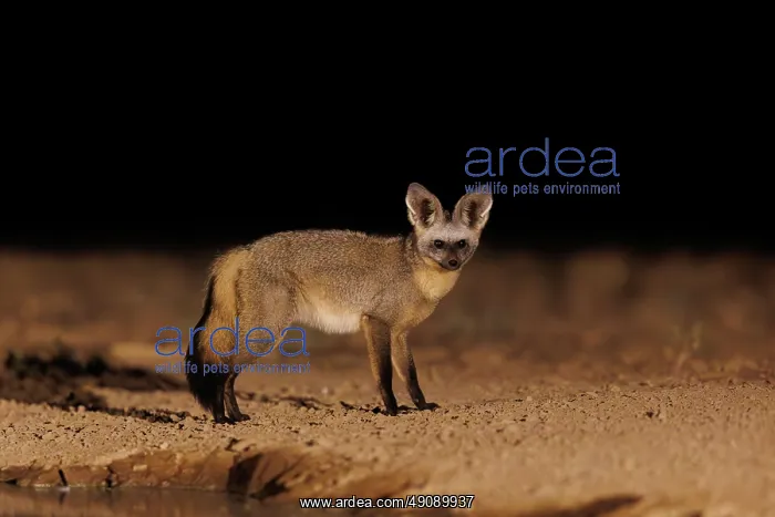 : bat-eared fox (Otocyon megalotis) : bat-eared fox (Otocyon megalotis)