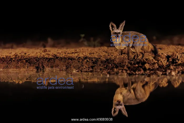 : bat-eared fox (Otocyon megalotis) : bat-eared fox (Otocyon megalotis)